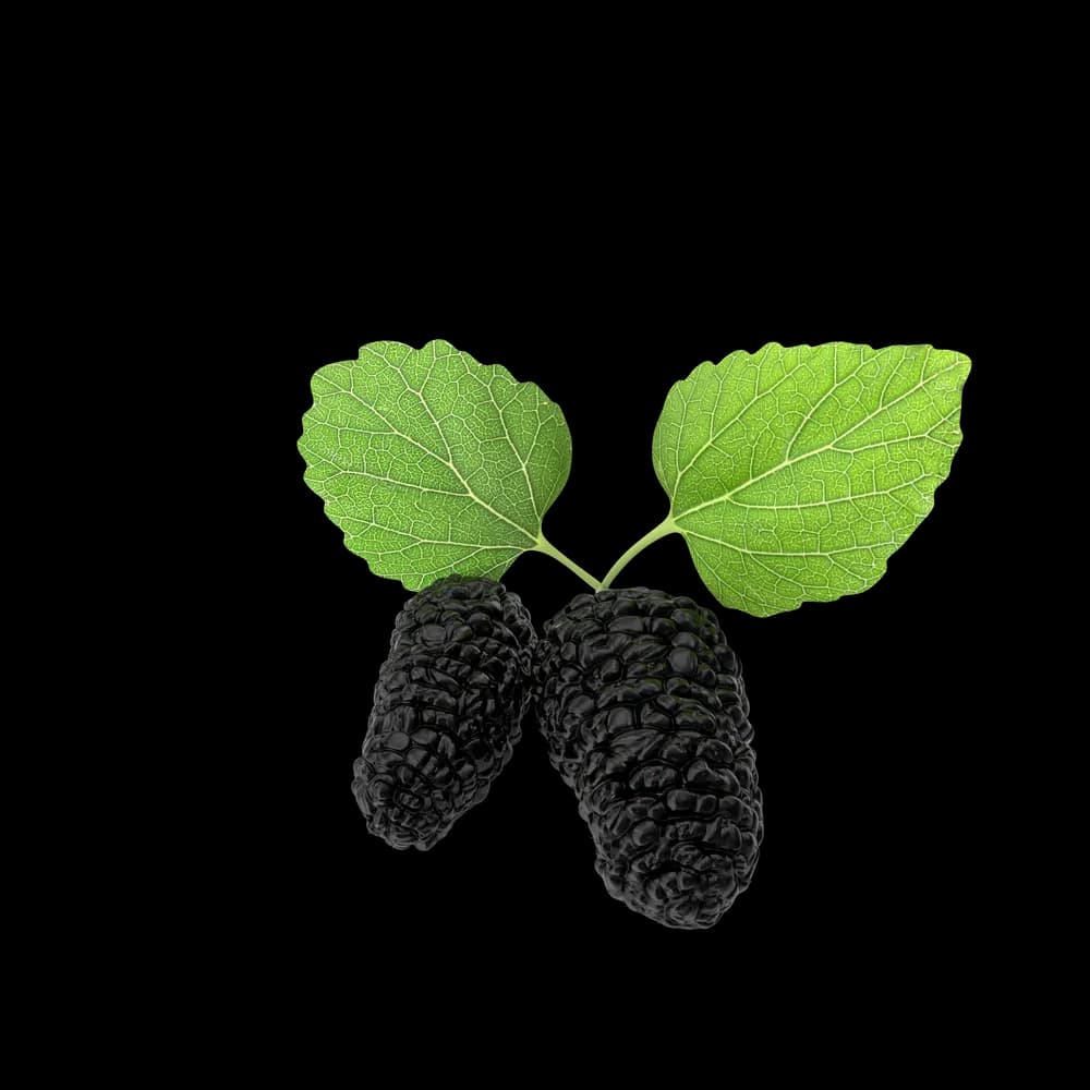 Mulberry product