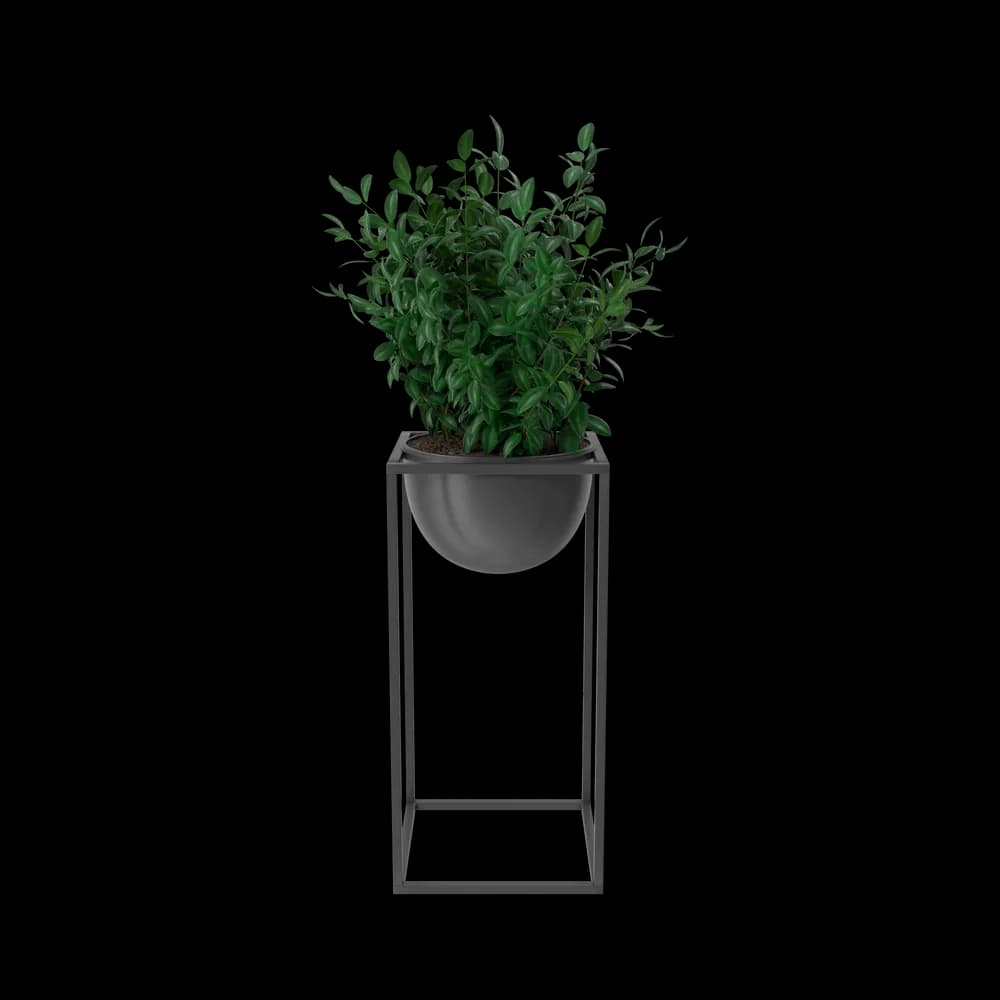 House Showpiece Plant product