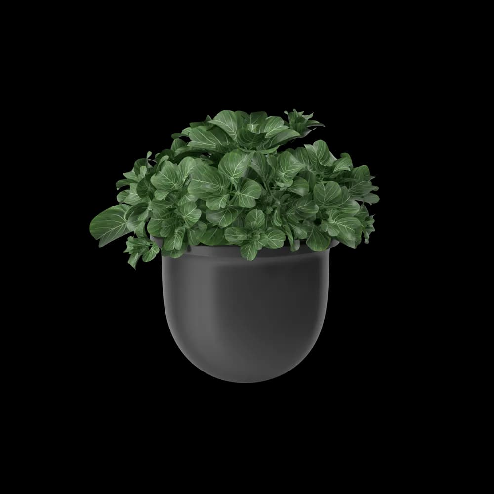 Plant Pot product