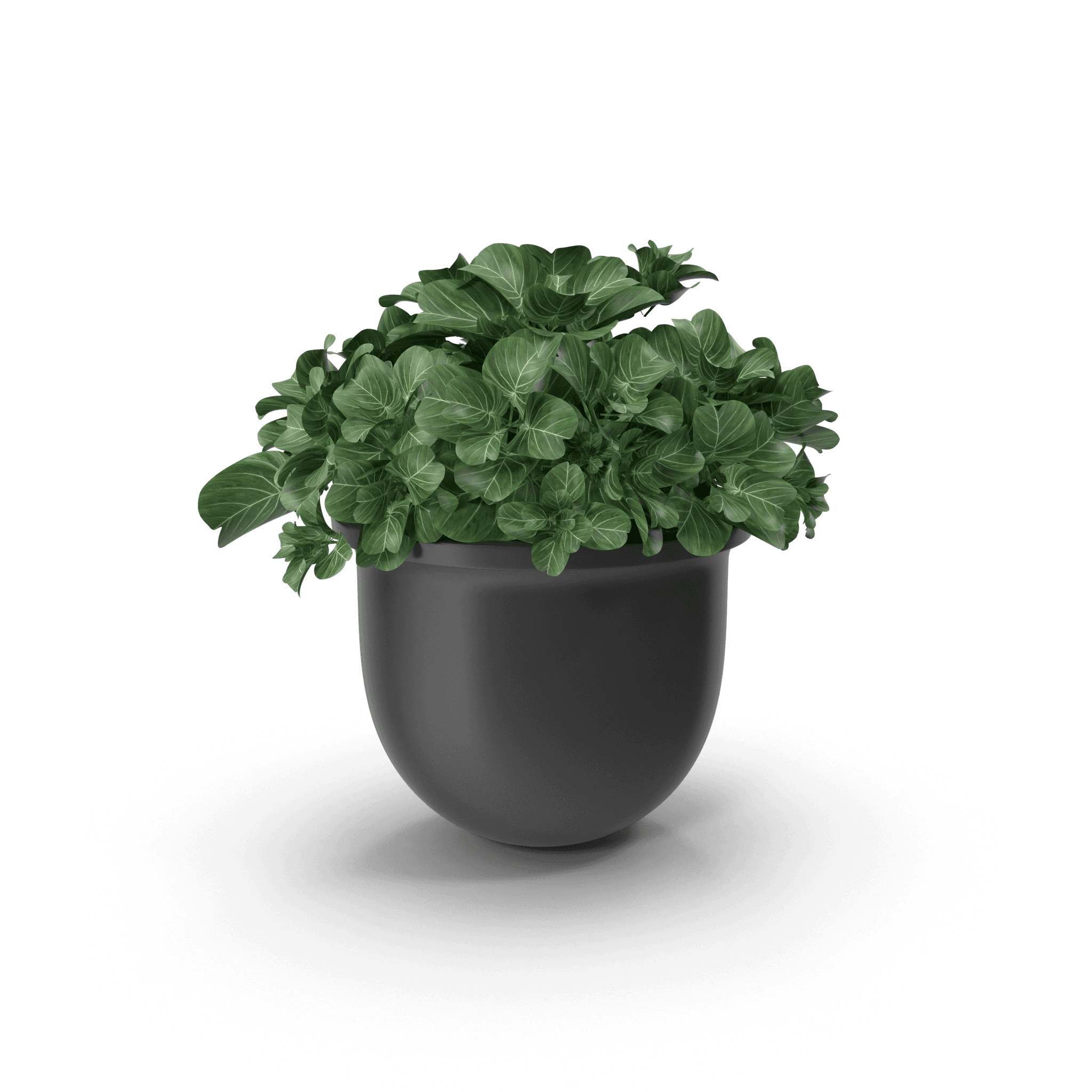 Plant Pot product